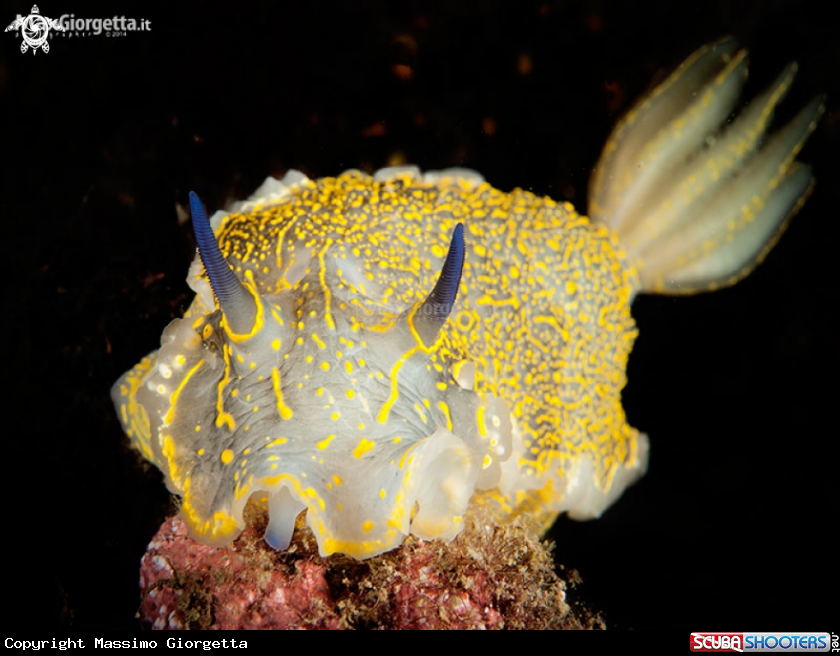 A nudibranch