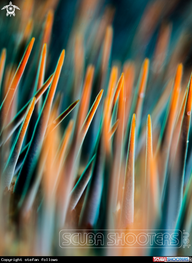 A Crown of Thorns