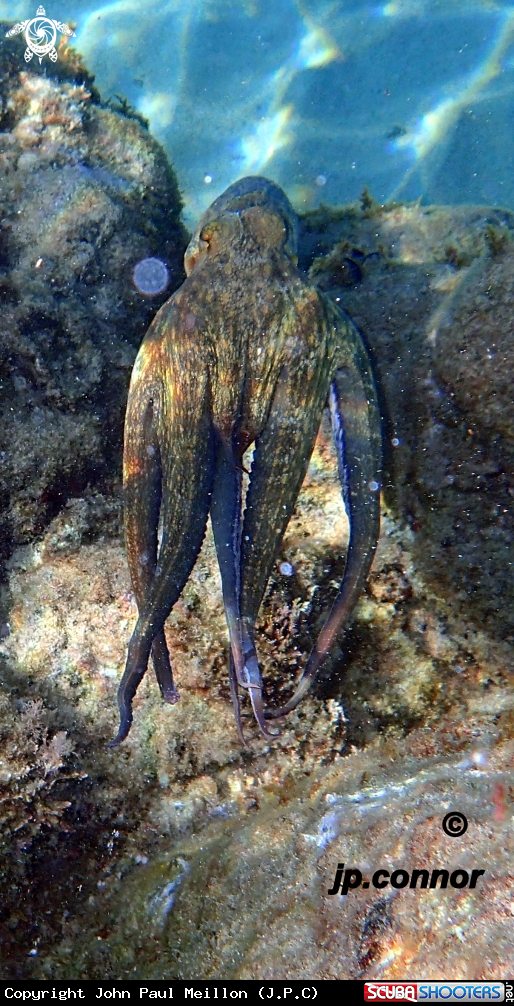 A Poulpe