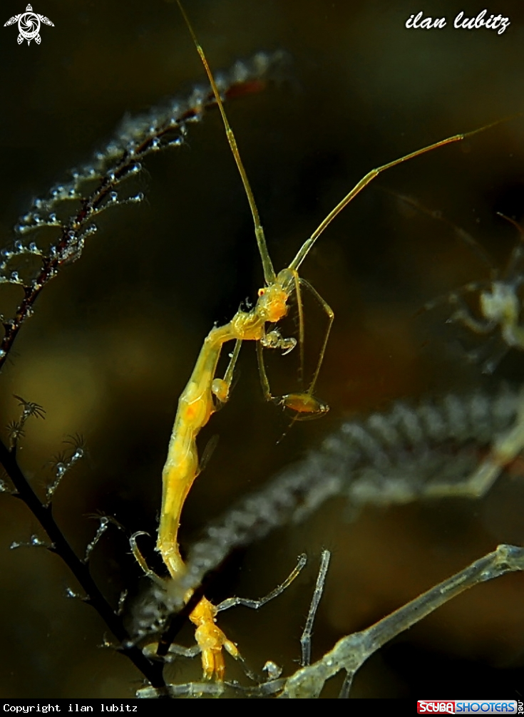 A skeleton shrimp