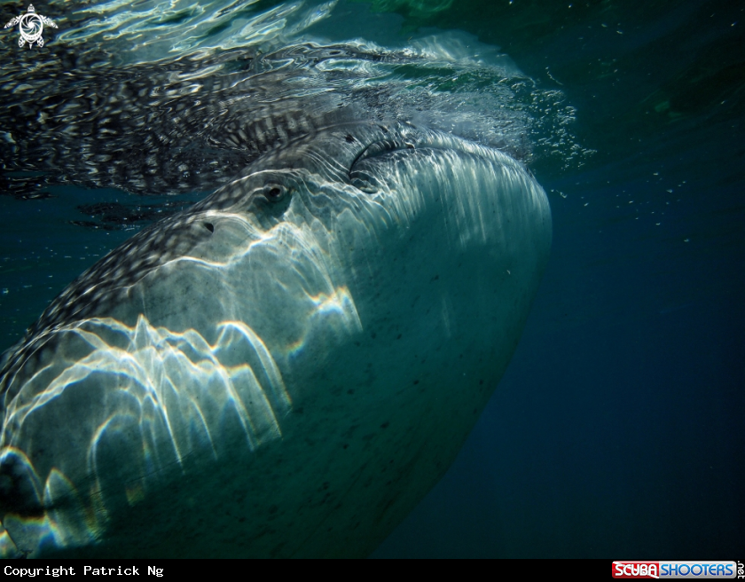 A Whale shark