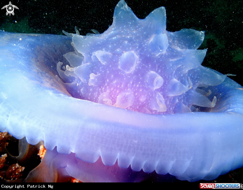 A Jellyfish