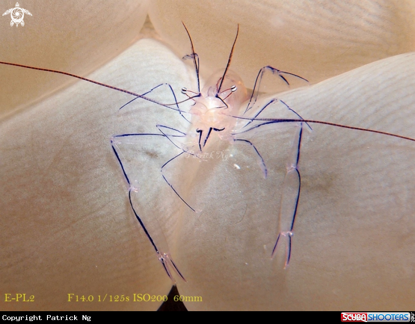 A Anemone shrimp