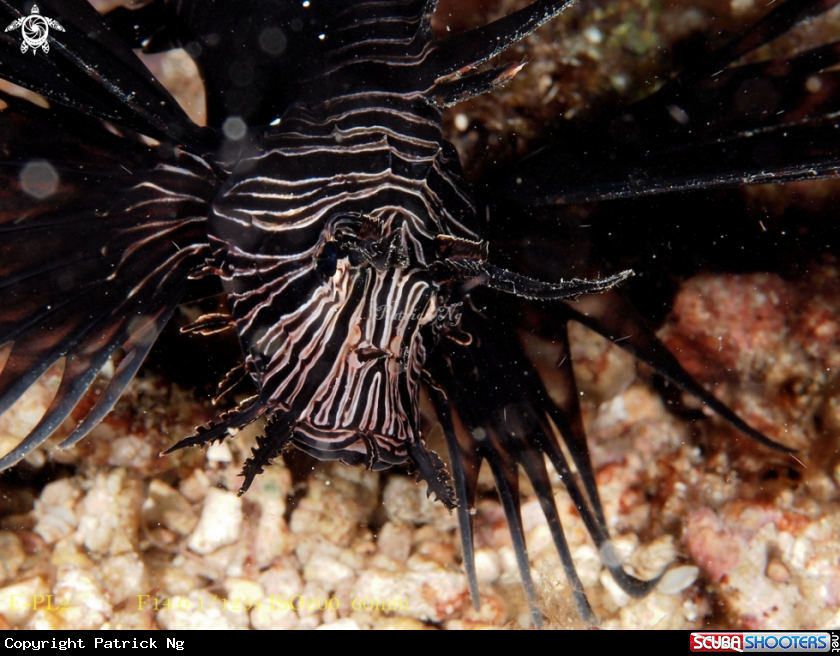 A Lionfish