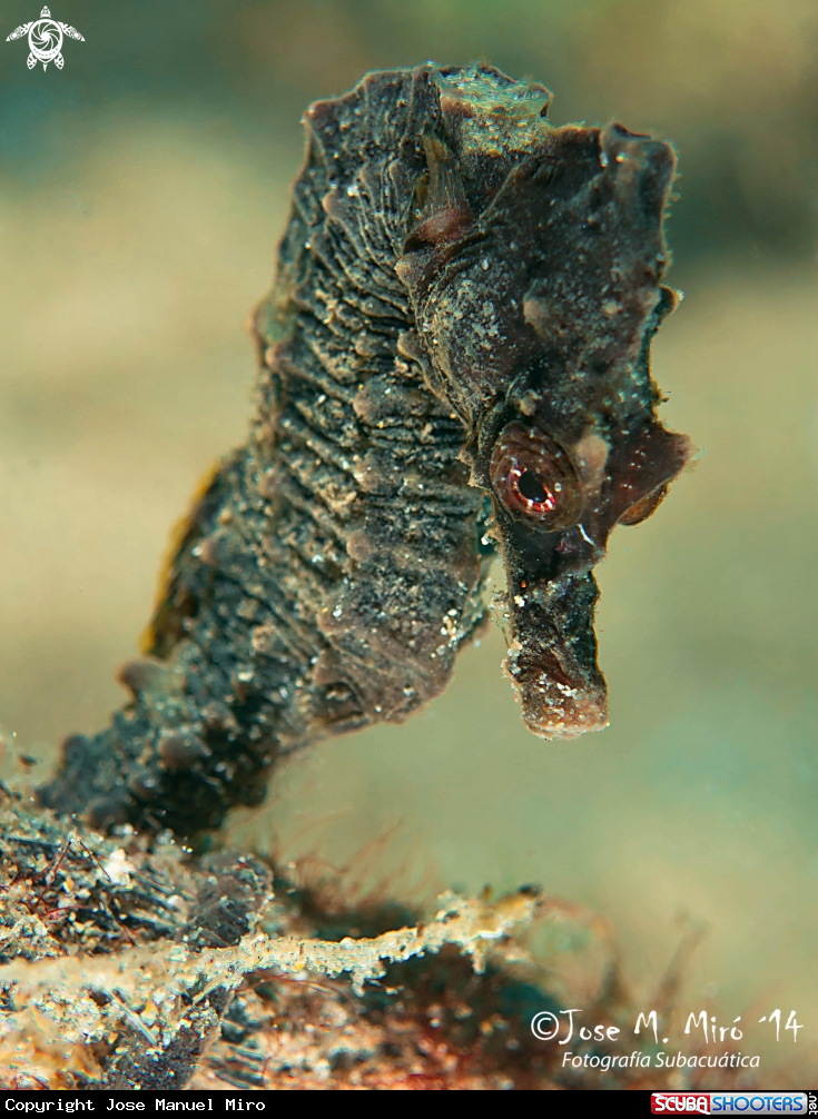 A Sea Horse