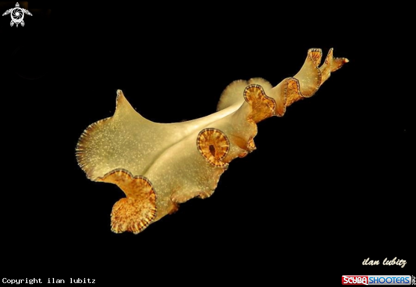 A flatworm