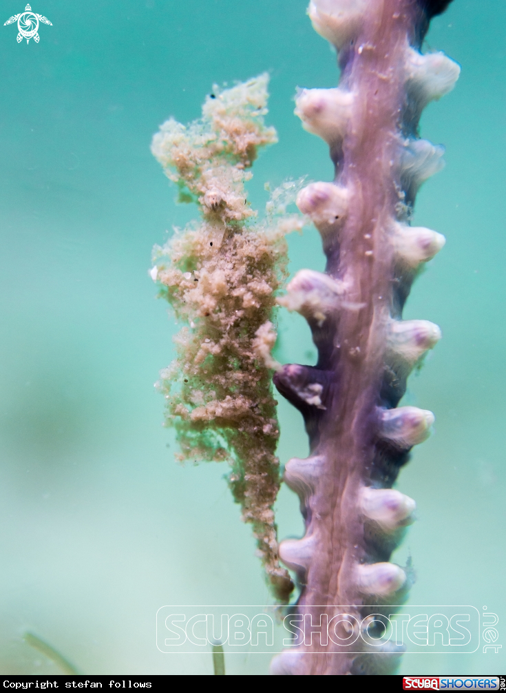 A Sea Pen Shrimp