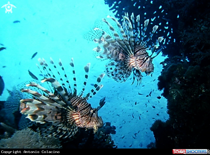 A Pesce leone-Lion fish