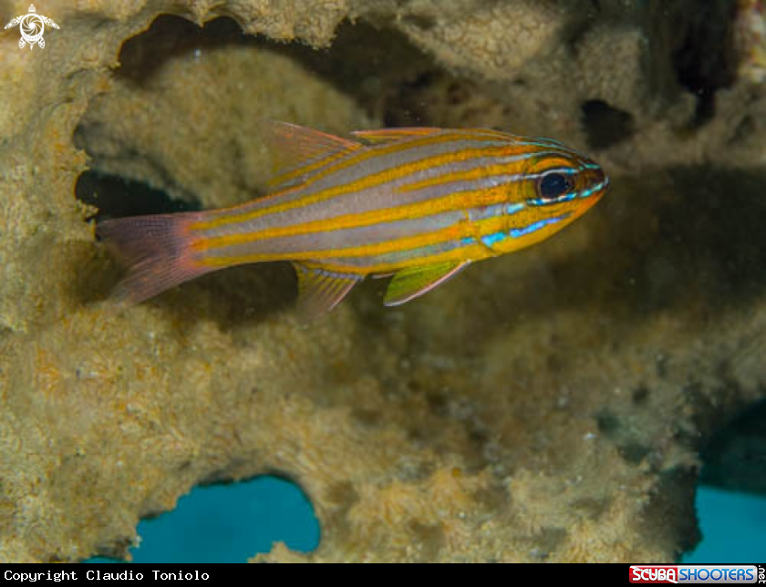 A Apogon Gynosoma