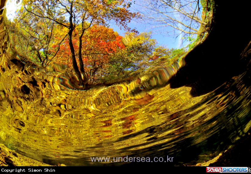 A autume leaves