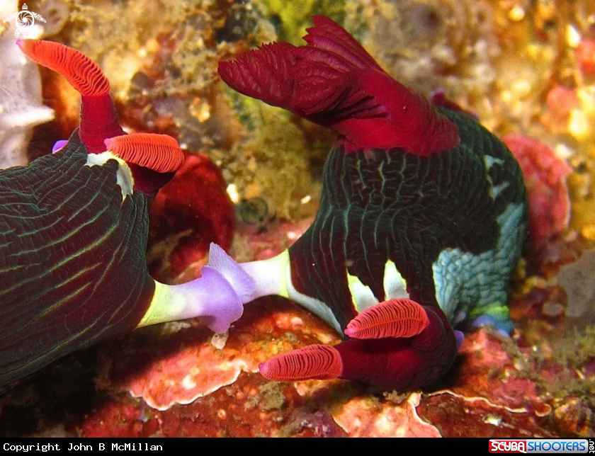 A Chamberlain's nembrotha, mating