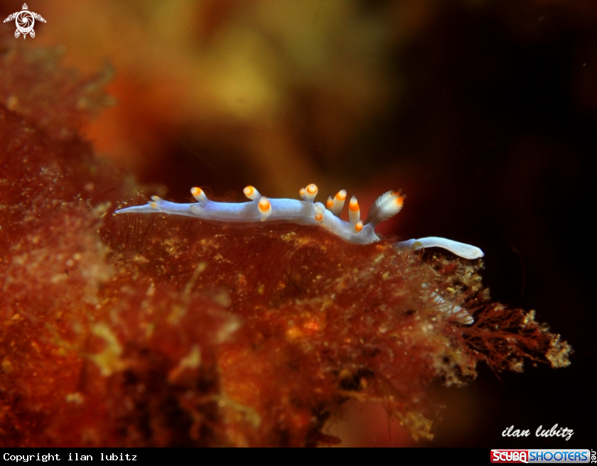 A nudibranch
