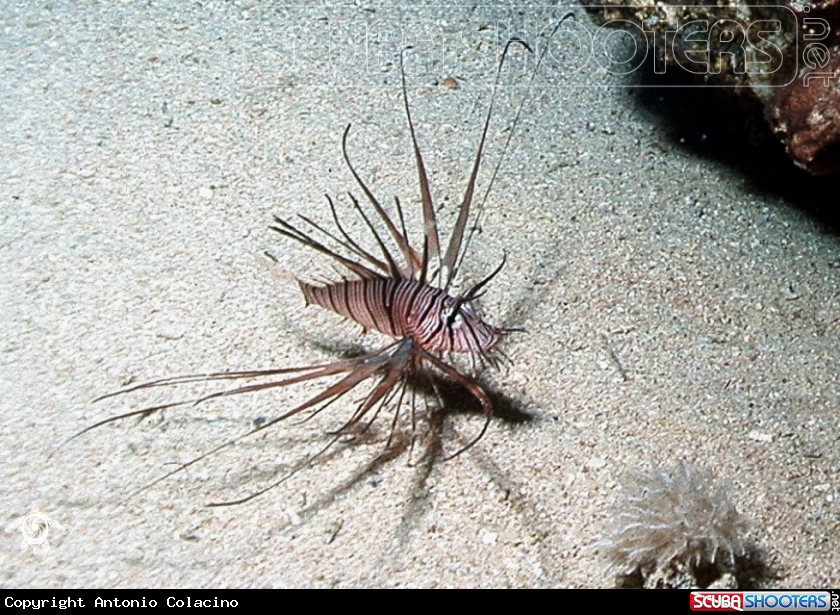 A Pesce leone-Lion fish