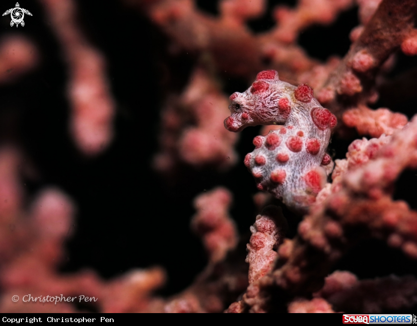 A Pygmy Seahorse 