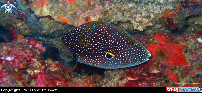 A Comet fish