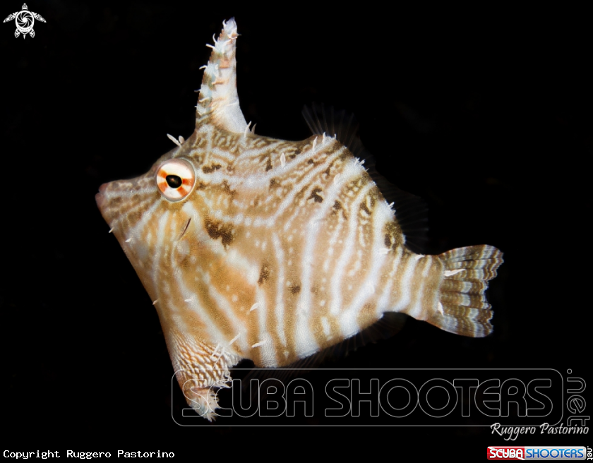 A Filefish