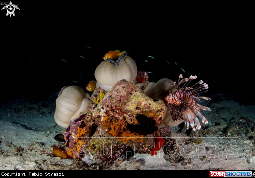 A Reef 