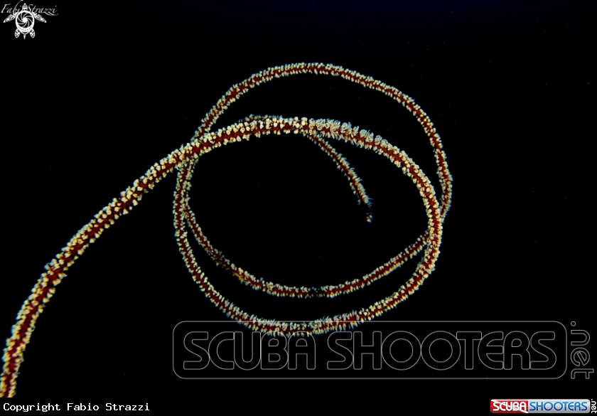 A Coral  
