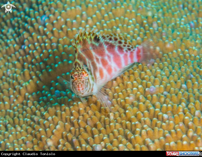 A Cirrhitichthys Aprinus