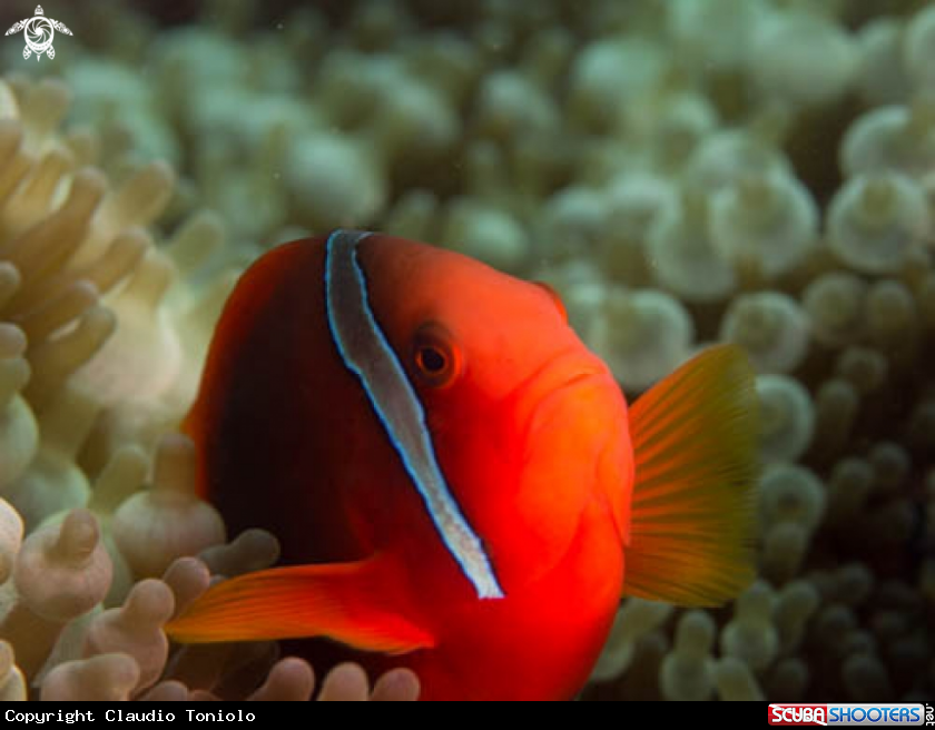 A Amphiprion Melanopus