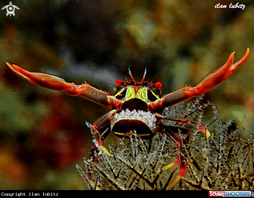 A crab
