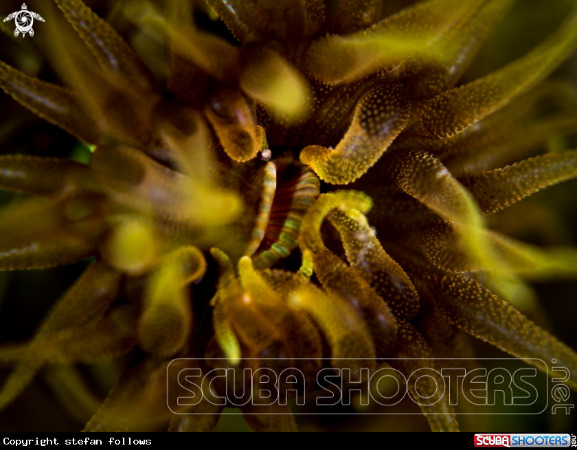 A Cup Coral