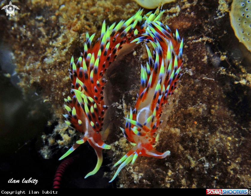 A nudibranch