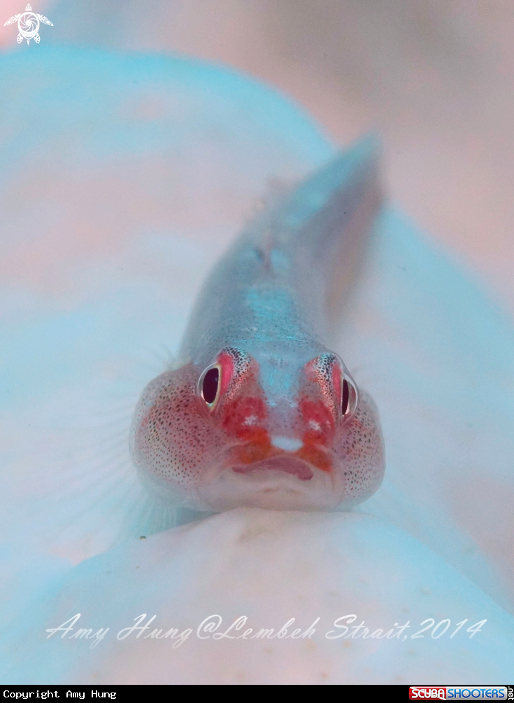 A Goby