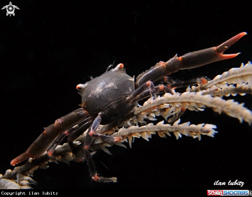 A black coral crab