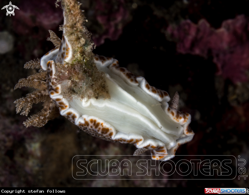 A Nudibranch