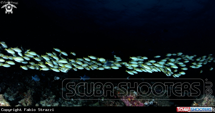 A Reef 