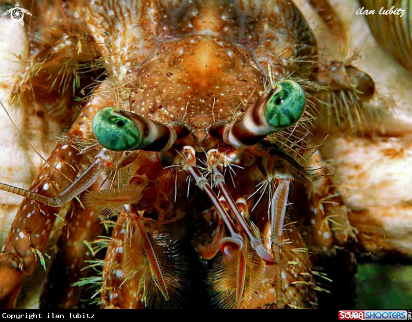 A hermit crab