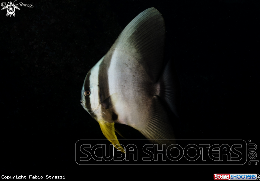 A Batfish