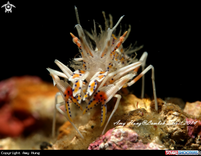 A Tiger Shrimp