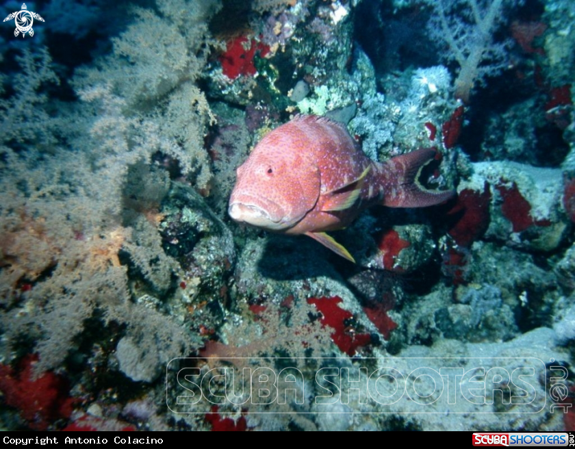 A Lunar tail grouper