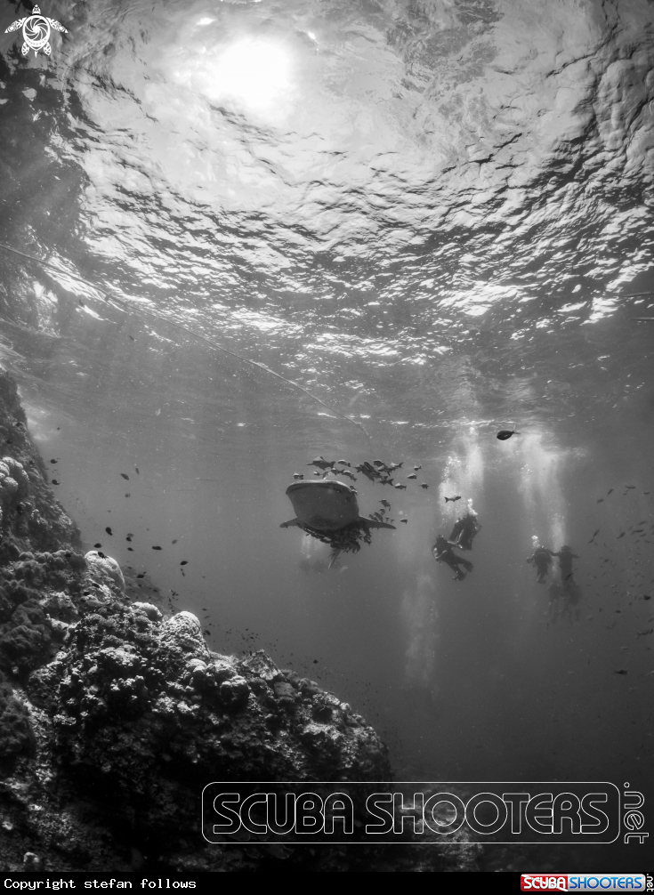 A Whale Shark