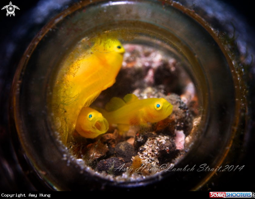 A Yellow Lemon Goby