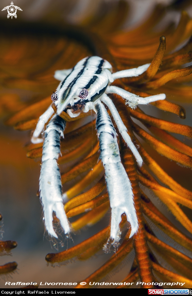 A Crinoid lobster