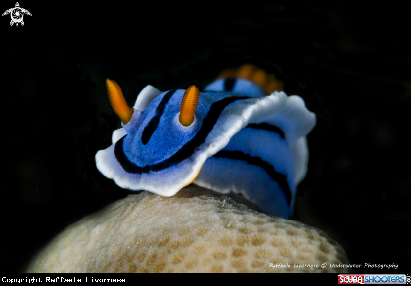 A Chromodoris 