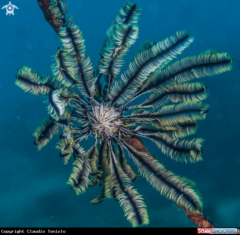 A Crinoide