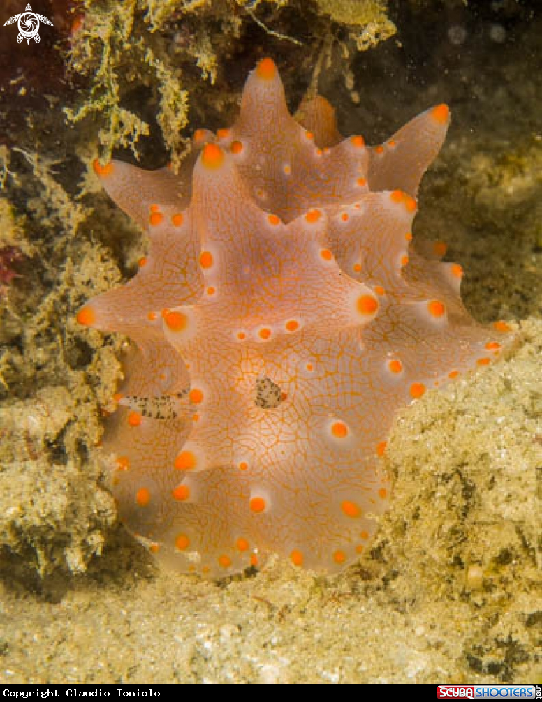 A Halgerda Batangas