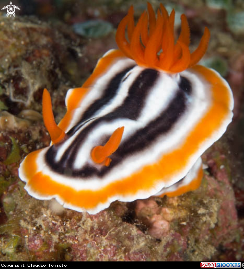 A Chromodoris Magnifica