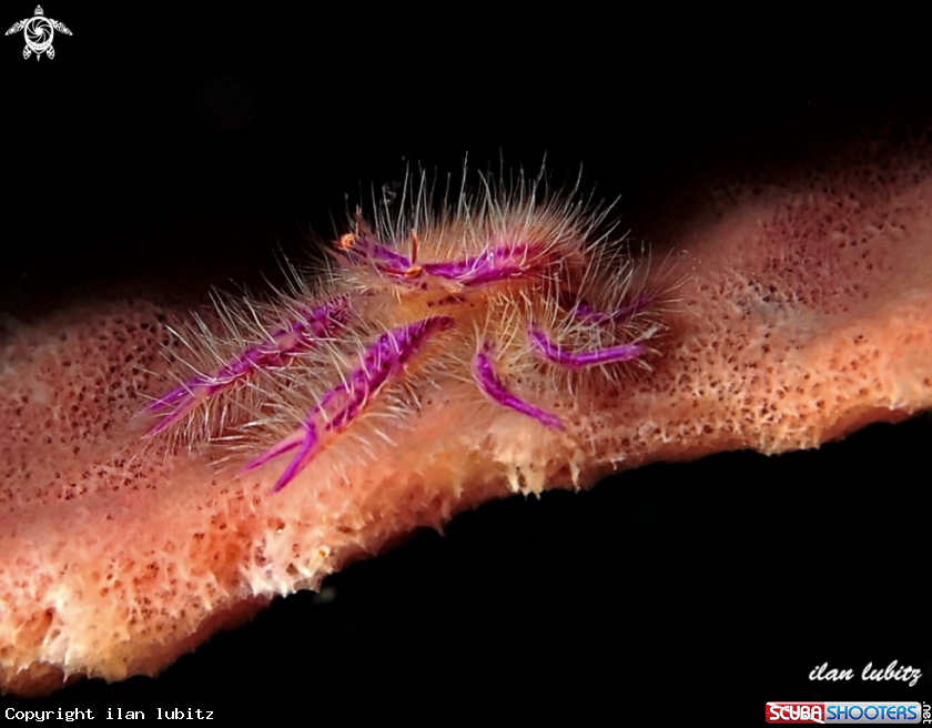 A Pink squat lobster 