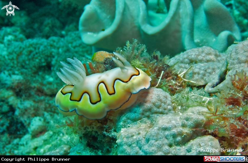 A Nudibranch