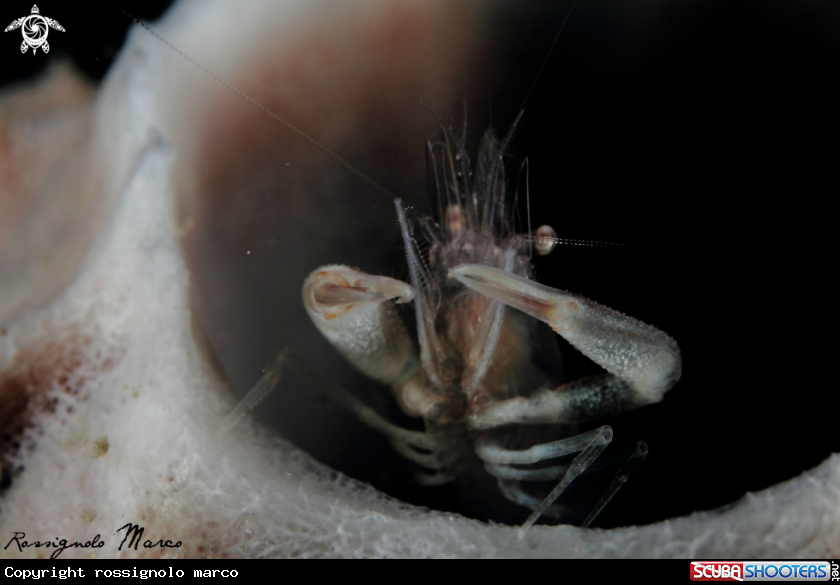 A Shrimp