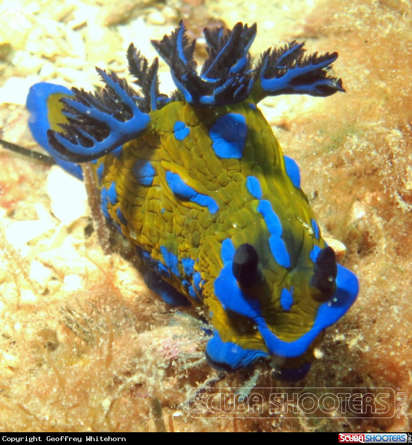 A Verco's Nudibranch
