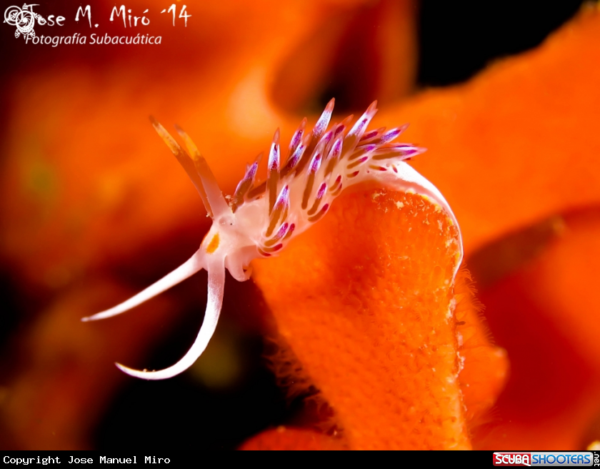 A Cratena peregrina