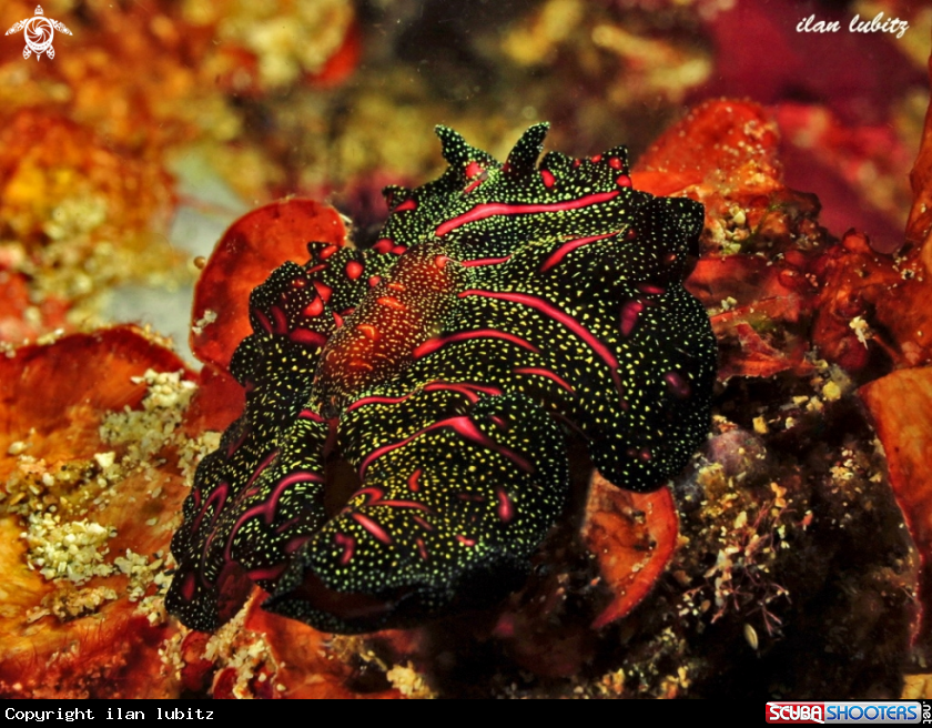 A flatworm