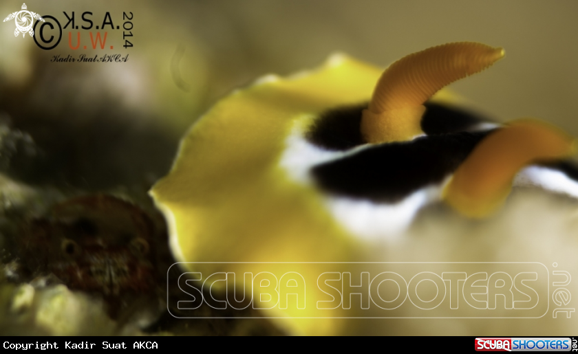 A NUDIBRANCH