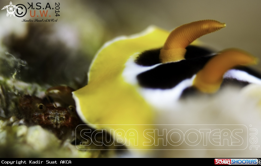 A NUDIBRANCH